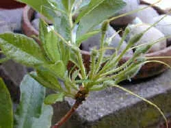 An Azalea Mollis red